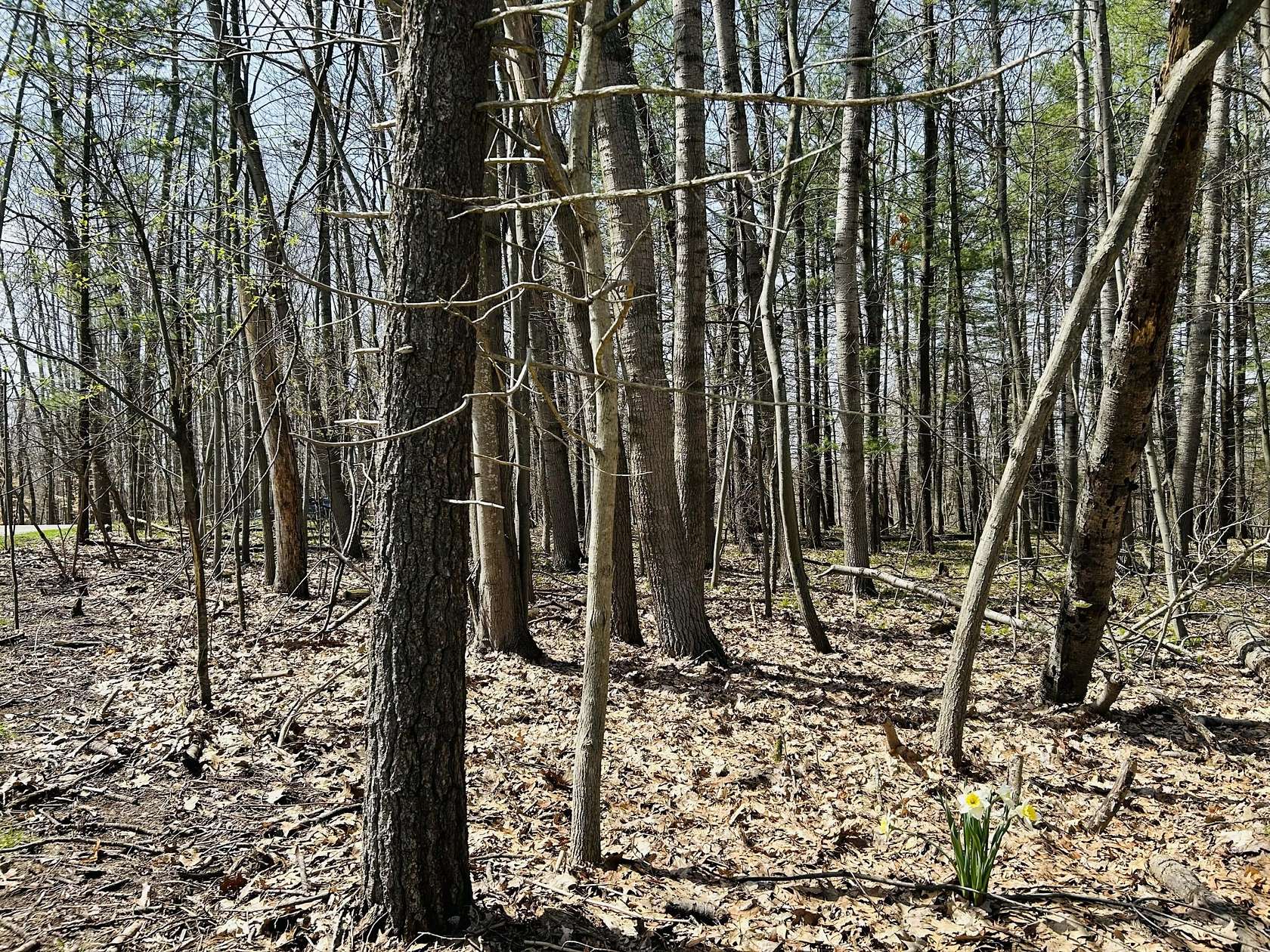 0.46 Acres of Residential Land for Sale in Canadian Lakes, Michigan