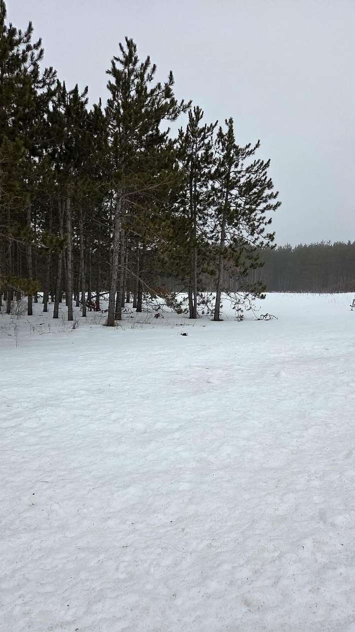 3 Acres of Residential Land for Sale in Elmira, Michigan