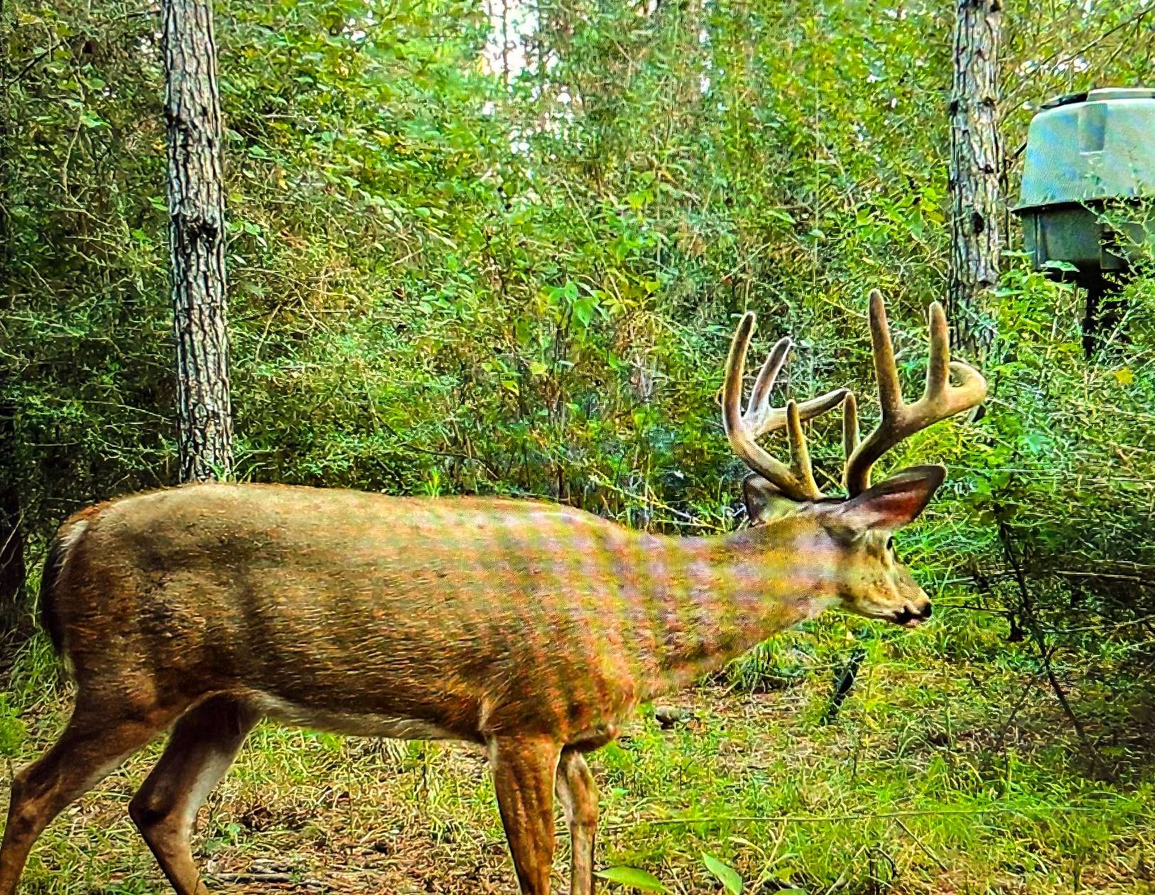 390 Acres of Recreational Land for Sale in Wiggins, Mississippi