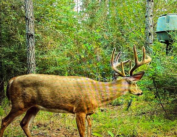 390 Acres of Recreational Land for Sale in Wiggins, Mississippi