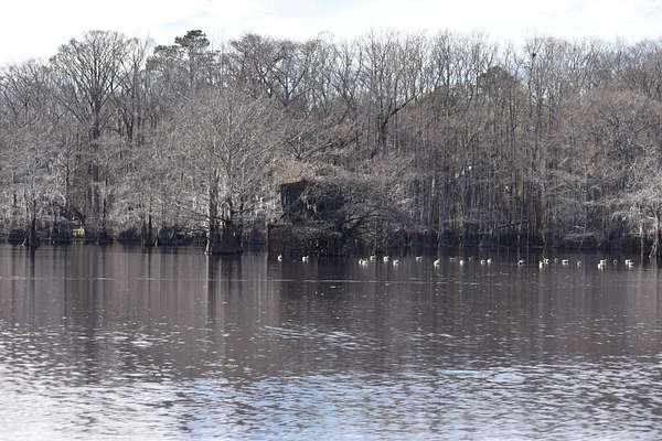 3,473 Acres of Recreational Land for Sale in Alexandria, Louisiana