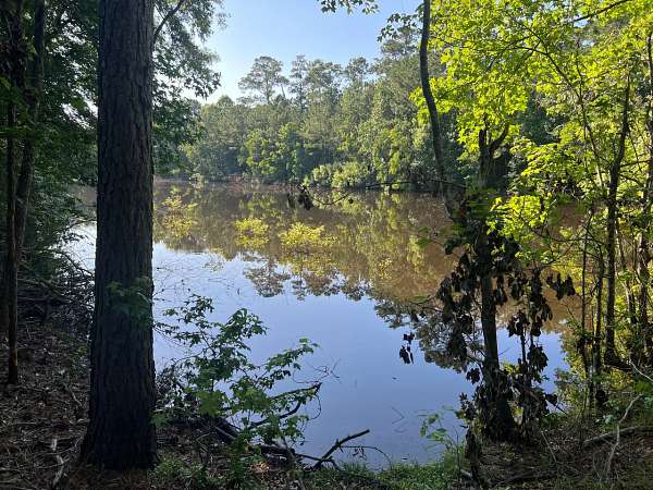 45 Acres of Recreational Land for Sale in Silsbee, Texas