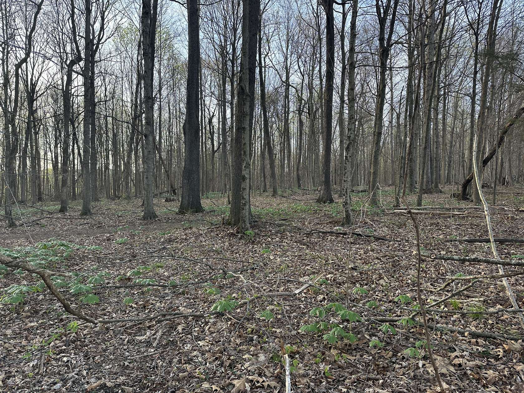5.19 Acres of Land for Sale in Portland, Tennessee