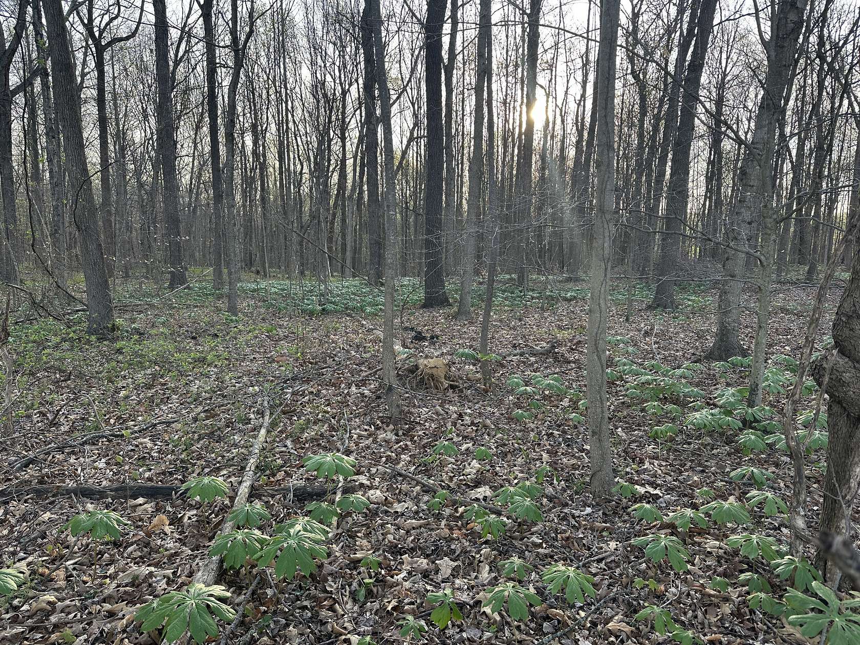 5.36 Acres of Land for Sale in Portland, Tennessee