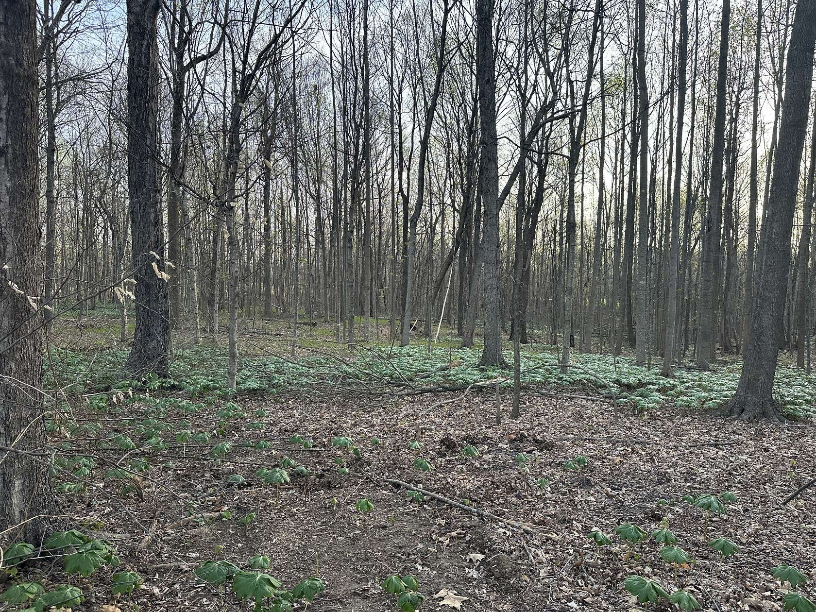 5.54 Acres of Residential Land for Sale in Portland, Tennessee