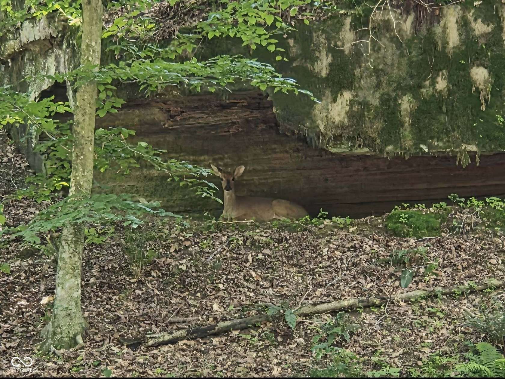 150 Acres of Recreational Land for Sale in Bloomfield, Indiana