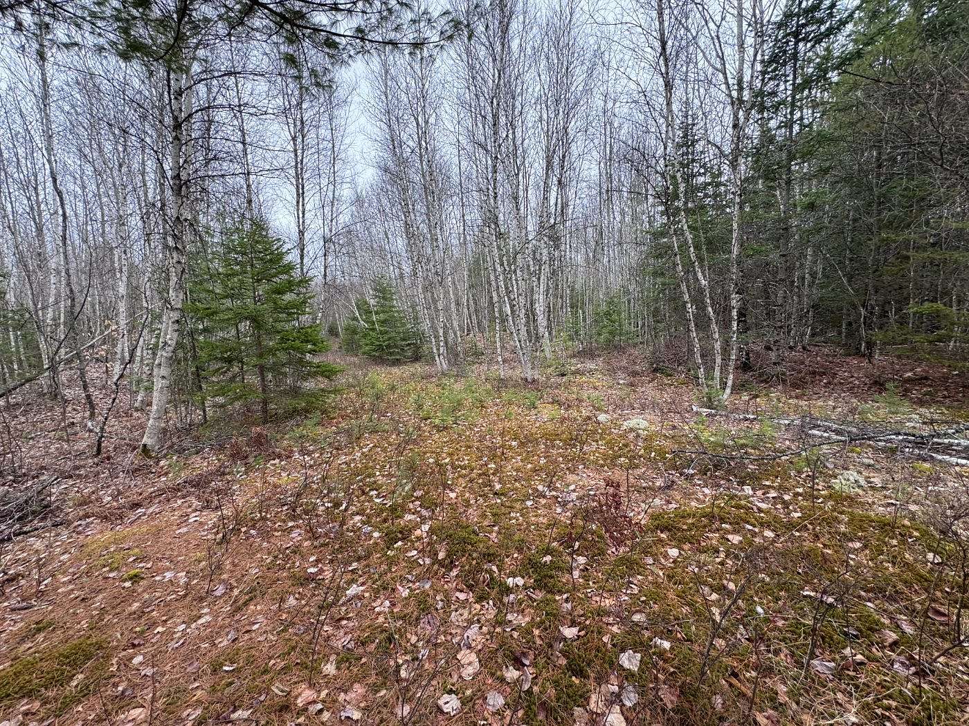 44 Acres of Recreational Land for Sale in Greenbush Town, Maine