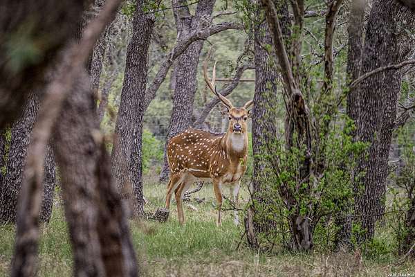 33 Acres of Recreational & Residential Land for Sale in Spring Branch, Texas