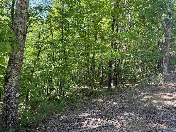 3.38 Acres of Land for Sale in Altoona, Alabama