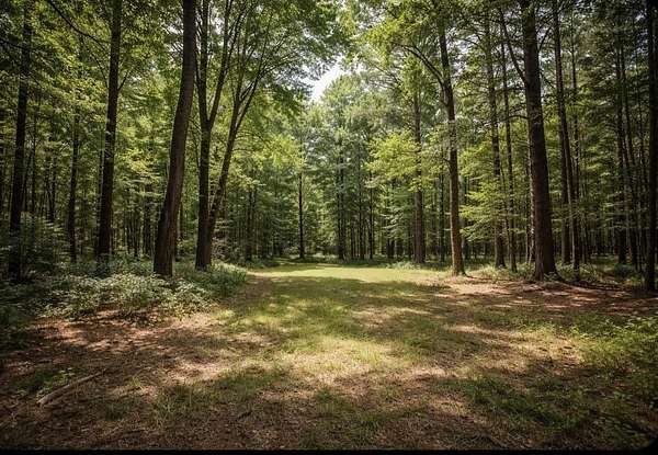40.6 Acres of Land for Sale in Russellville, Alabama