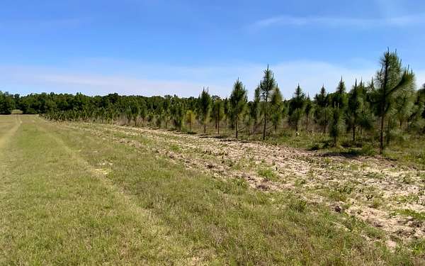 39.5 Acres of Agricultural & Residential Land for Sale in Live Oak, Florida