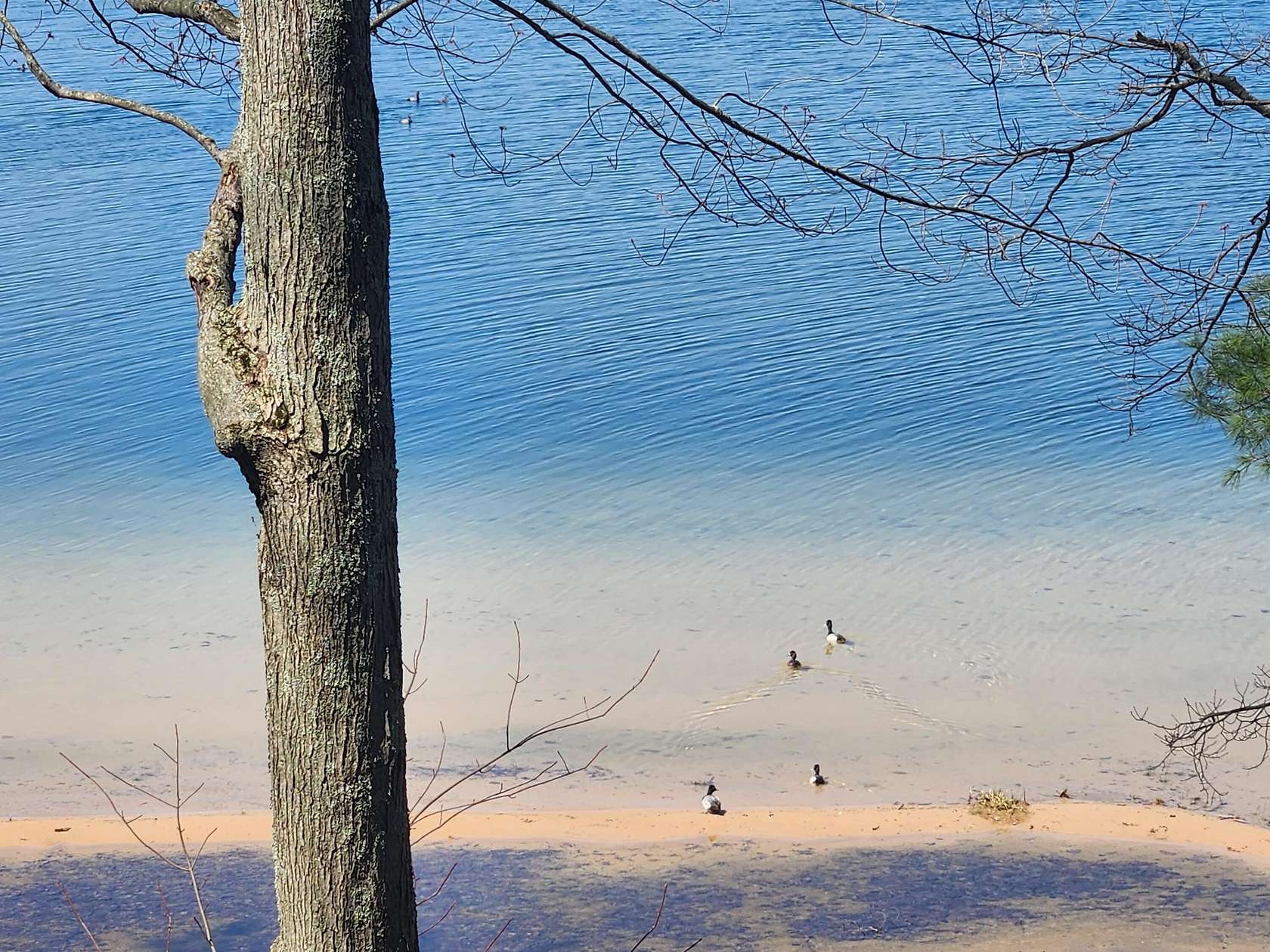 0.49 Acres of Residential Land for Sale in Baldwin, Michigan