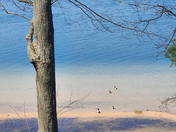 0.49 Acres of Residential Land for Sale in Baldwin, Michigan