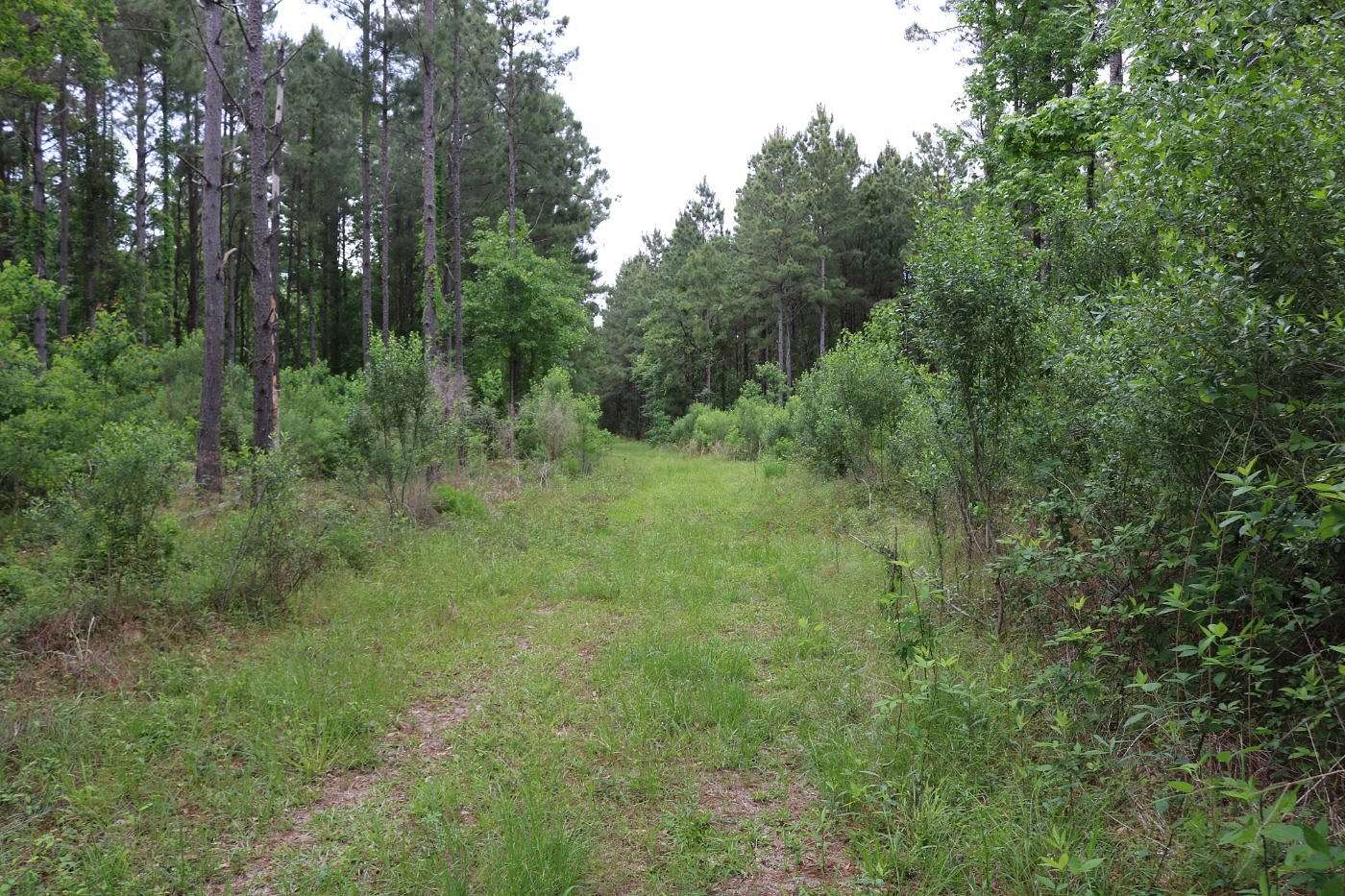 82 Acres of Recreational Land for Sale in Merryville, Louisiana