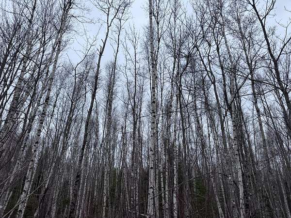 44 Acres of Land for Sale in Greenbush, Maine