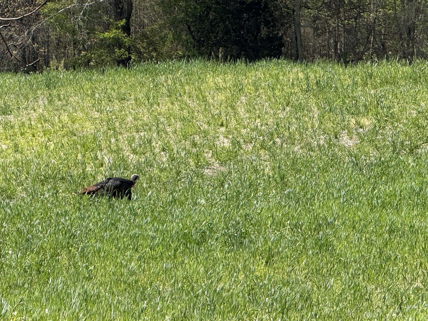 5.12 Acres of Land with Home for Sale in Cedar Hill, Tennessee