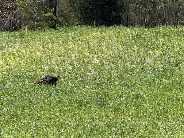 5.12 Acres of Land with Home for Sale in Cedar Hill, Tennessee