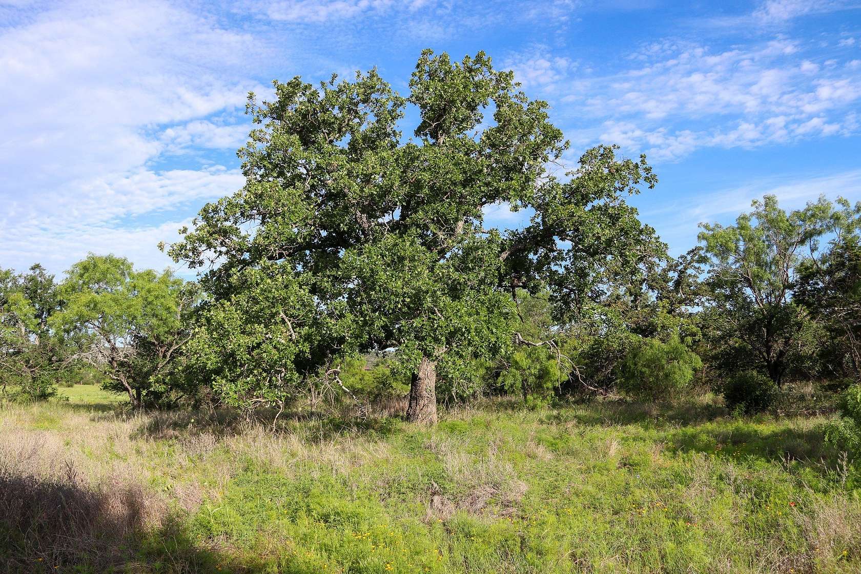 5 Acres of Residential Land for Sale in Kingsland, Texas
