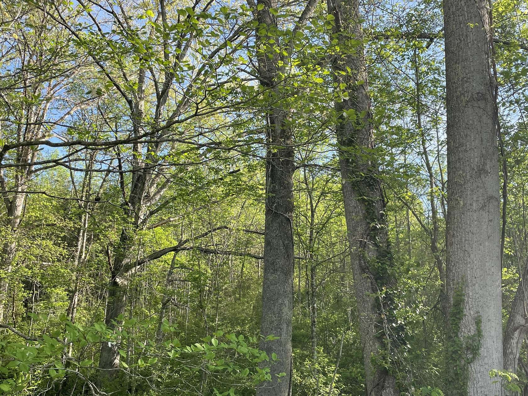 2.66 Acres of Residential Land for Sale in Stearns, Kentucky