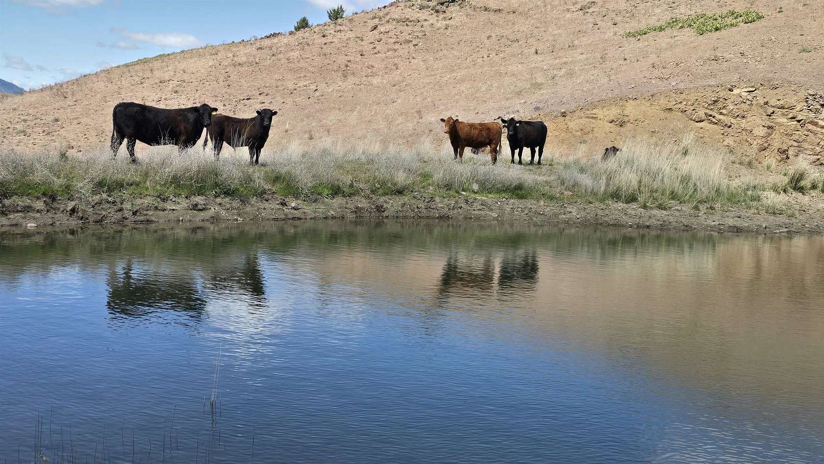 240 Acres of Recreational Land for Sale in Montague, California