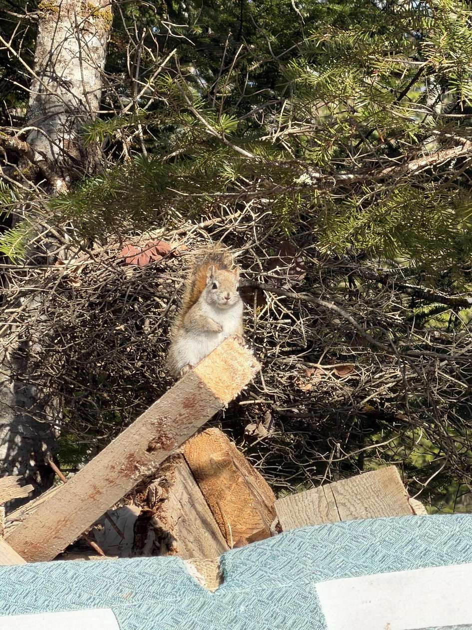 31 Acres of Recreational & Residential Land for Sale in Charleston, Maine