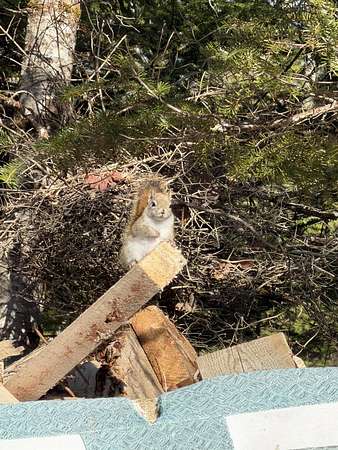 31 Acres of Recreational & Residential Land for Sale in Charleston, Maine