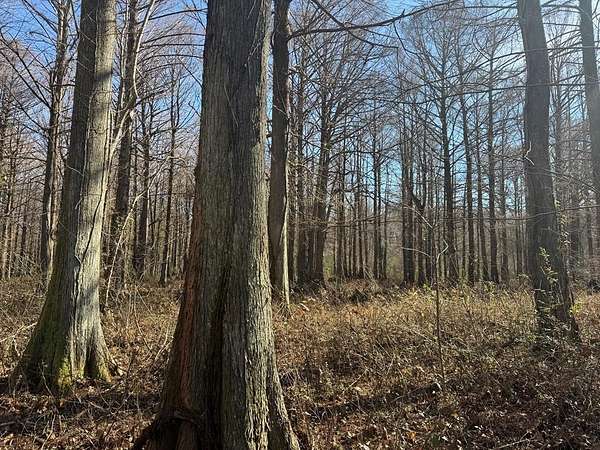 50 Acres of Recreational Land for Sale in Abbeville, Mississippi