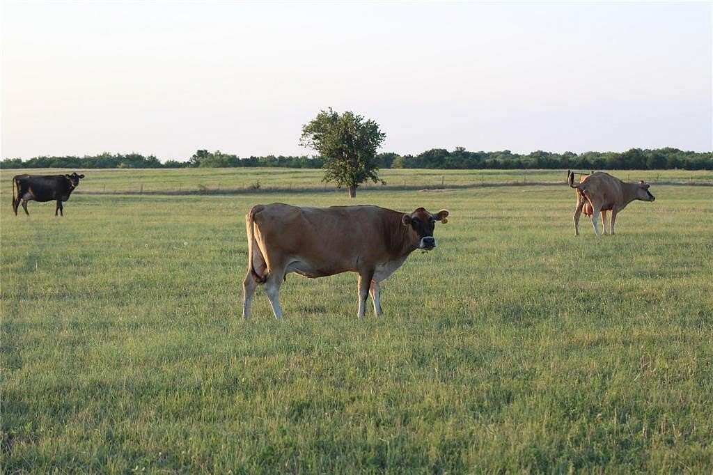77 Acres of Agricultural & Residential Land for Sale in Wolfe City, Texas