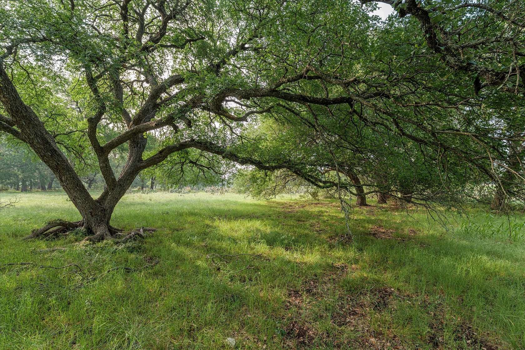 5.5 Acres of Residential Land for Sale in Oglesby, Texas