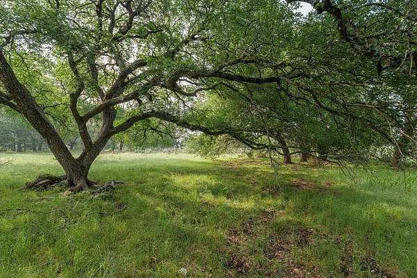 5.5 Acres of Residential Land for Sale in Oglesby, Texas