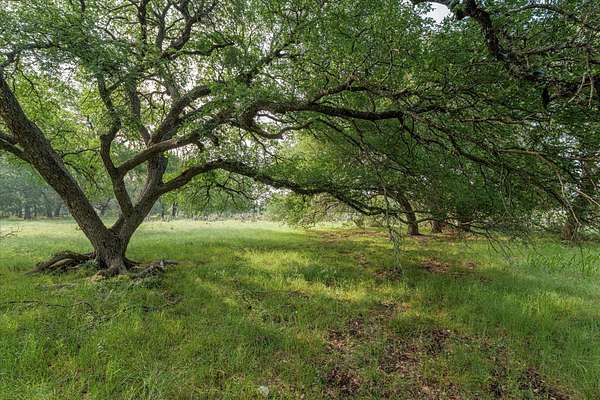 5.5 Acres of Residential Land for Sale in Oglesby, Texas