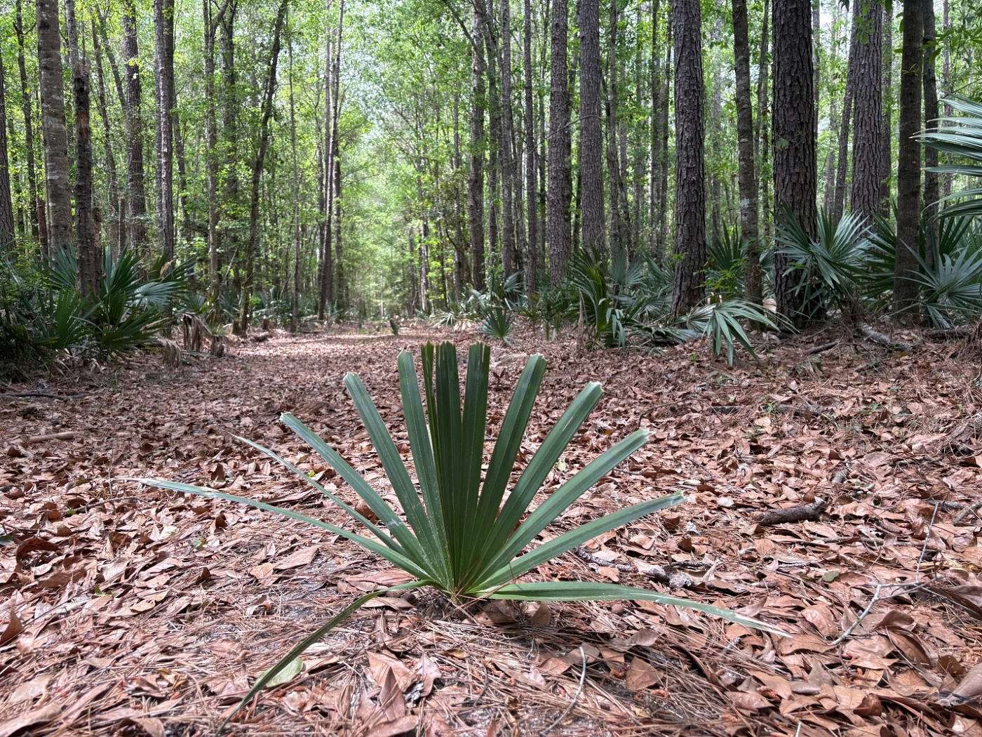 523 Acres of Recreational Land for Sale in Saratoga, Texas