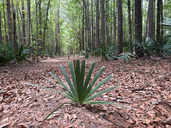 523 Acres of Recreational Land for Sale in Saratoga, Texas