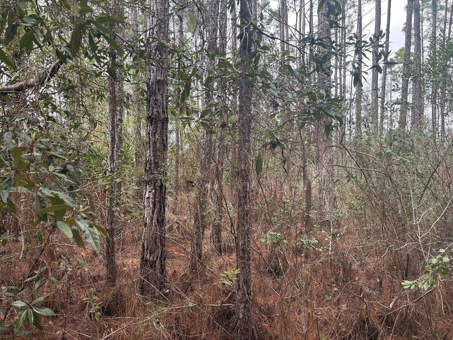 1 Acre of Land for Sale in Polk City, Florida