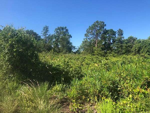 0.24 Acres of Residential Land for Sale in Avon Park, Florida