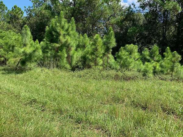 2 Acres of Land for Sale in Polk City, Florida