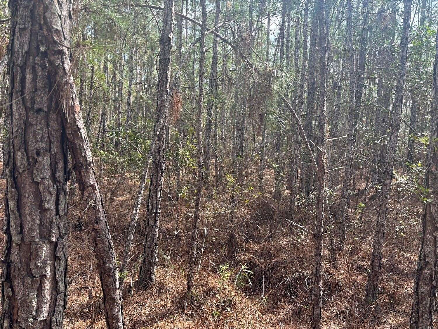 1 Acre of Land for Sale in Polk City, Florida