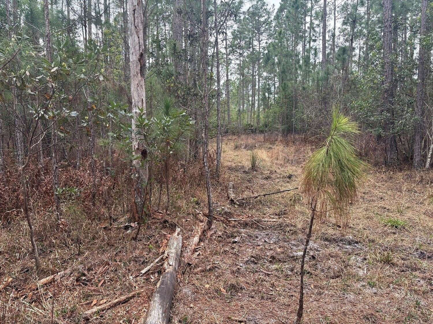 1 Acre of Land for Sale in Polk City, Florida