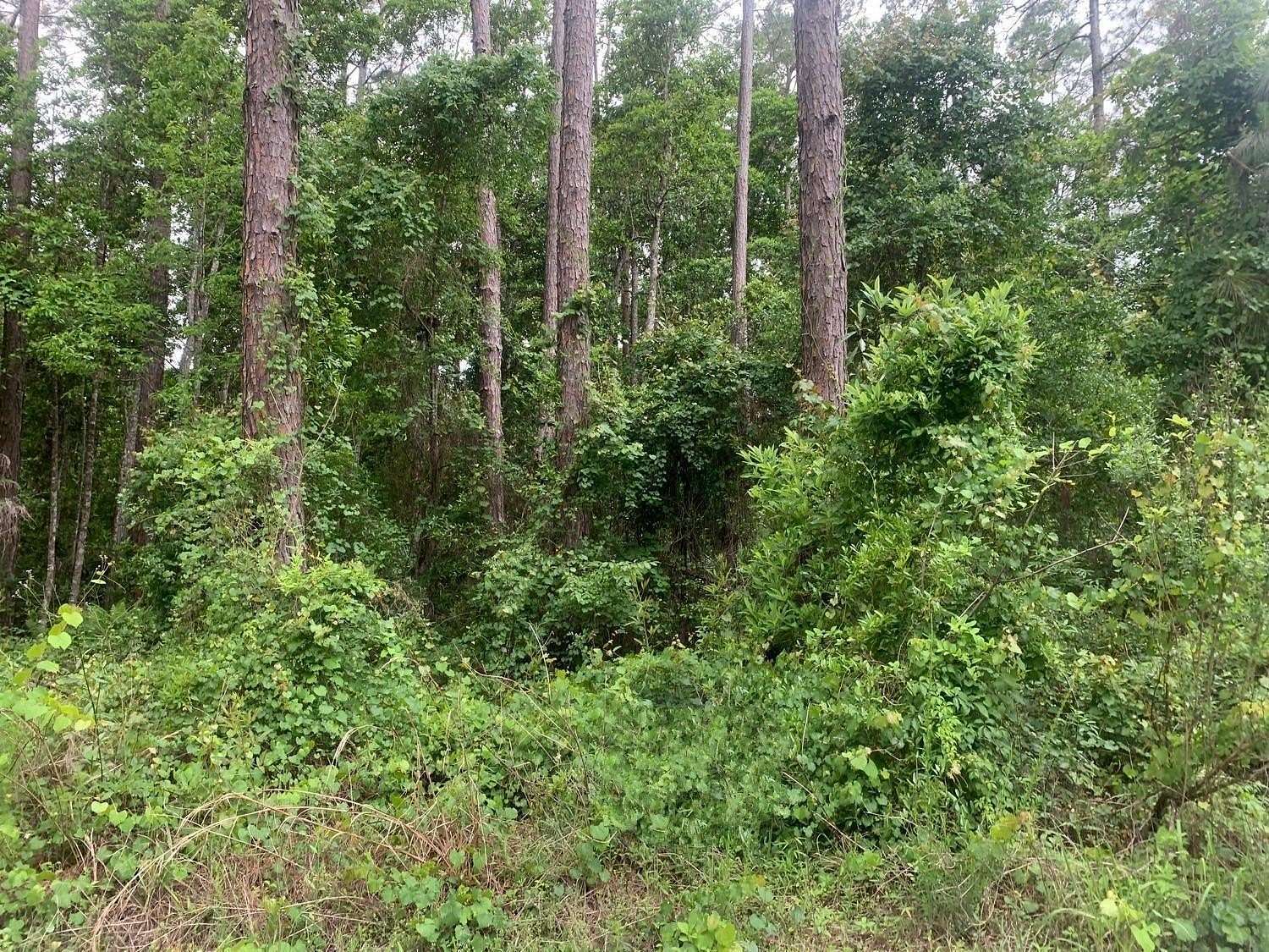 0.26 Acres of Residential Land for Sale in Satsuma, Florida