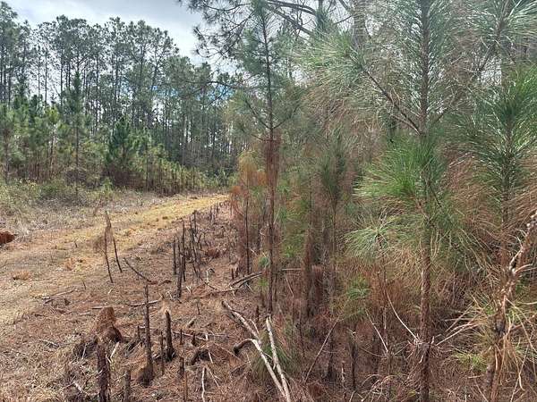 1 Acre of Land for Sale in Polk City, Florida