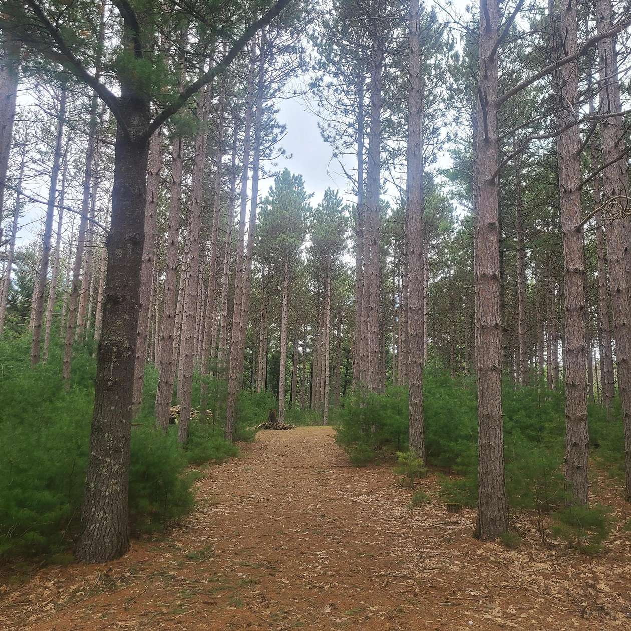 3.15 Acres of Residential Land for Sale in Hancock, Wisconsin