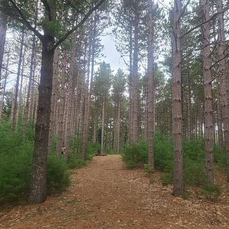 3.15 Acres of Residential Land for Sale in Hancock, Wisconsin