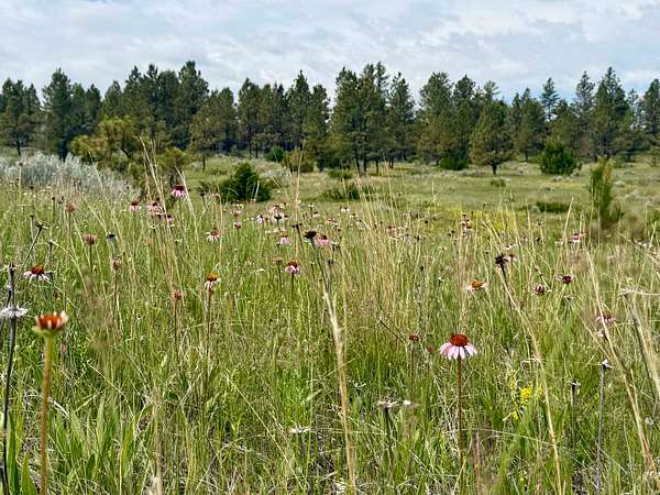 551 Acres of Land for Sale in Volborg, Montana
