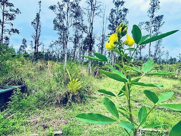 3 Acres of Residential Land for Sale in Kurtistown, Hawaii