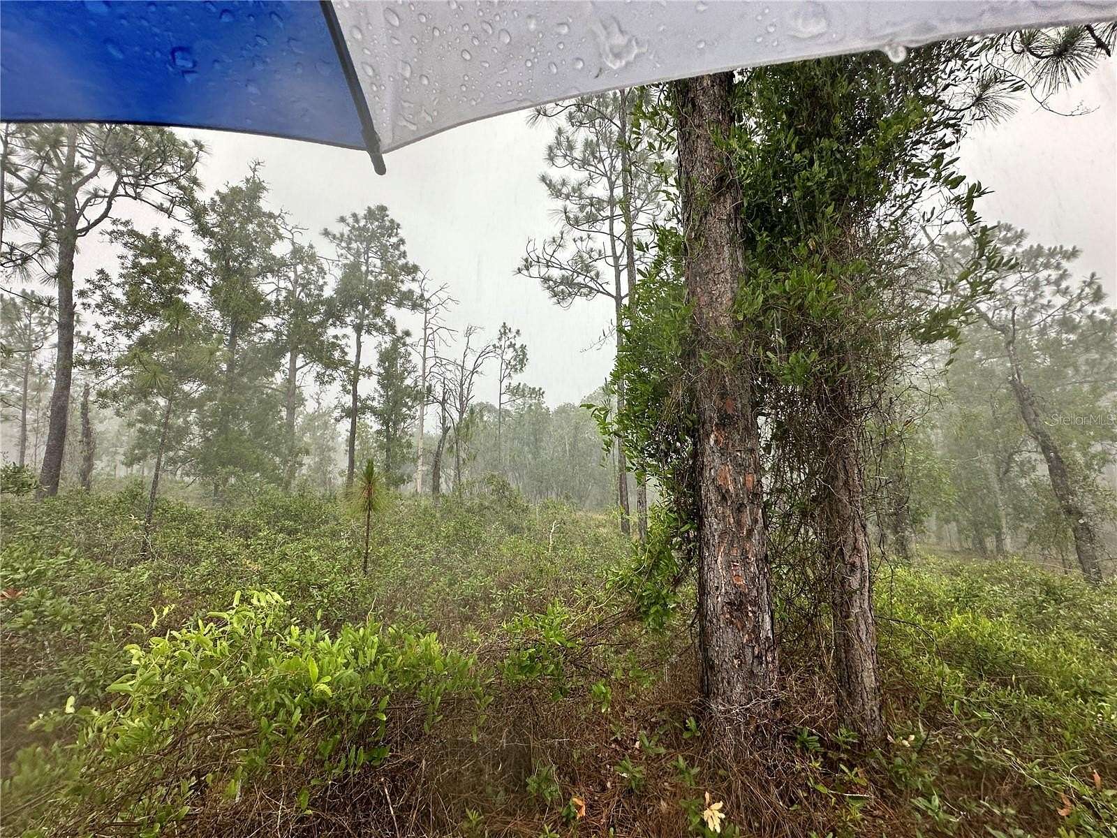 1 Acre of Residential Land for Sale in Dunnellon, Florida