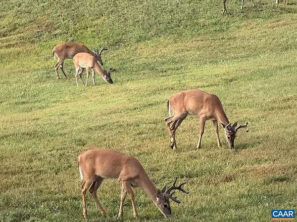 243 Acres of Land with Home for Sale in Louisa, Virginia