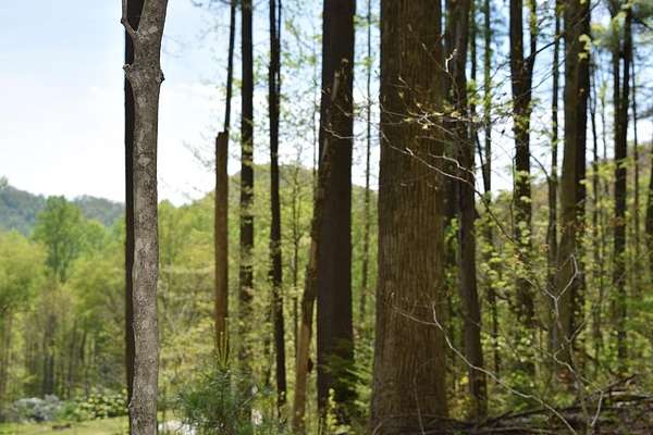 2.72 Acres of Residential Land for Sale in Balsam, North Carolina