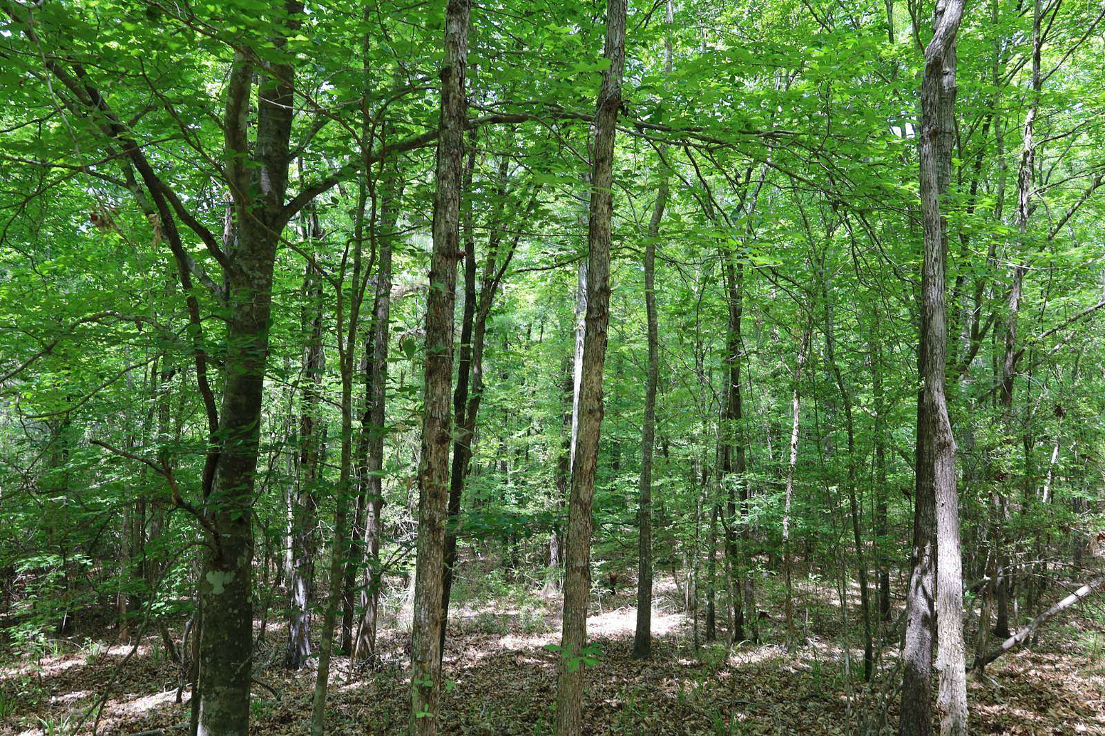 16 Acres of Recreational & Residential Land for Sale in Grayson, Louisiana