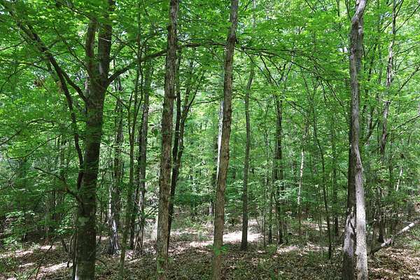 16 Acres of Recreational & Residential Land for Sale in Grayson, Louisiana