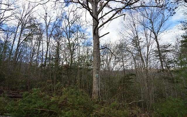 1.73 Acres of Residential Land for Sale in Blairsville, Georgia